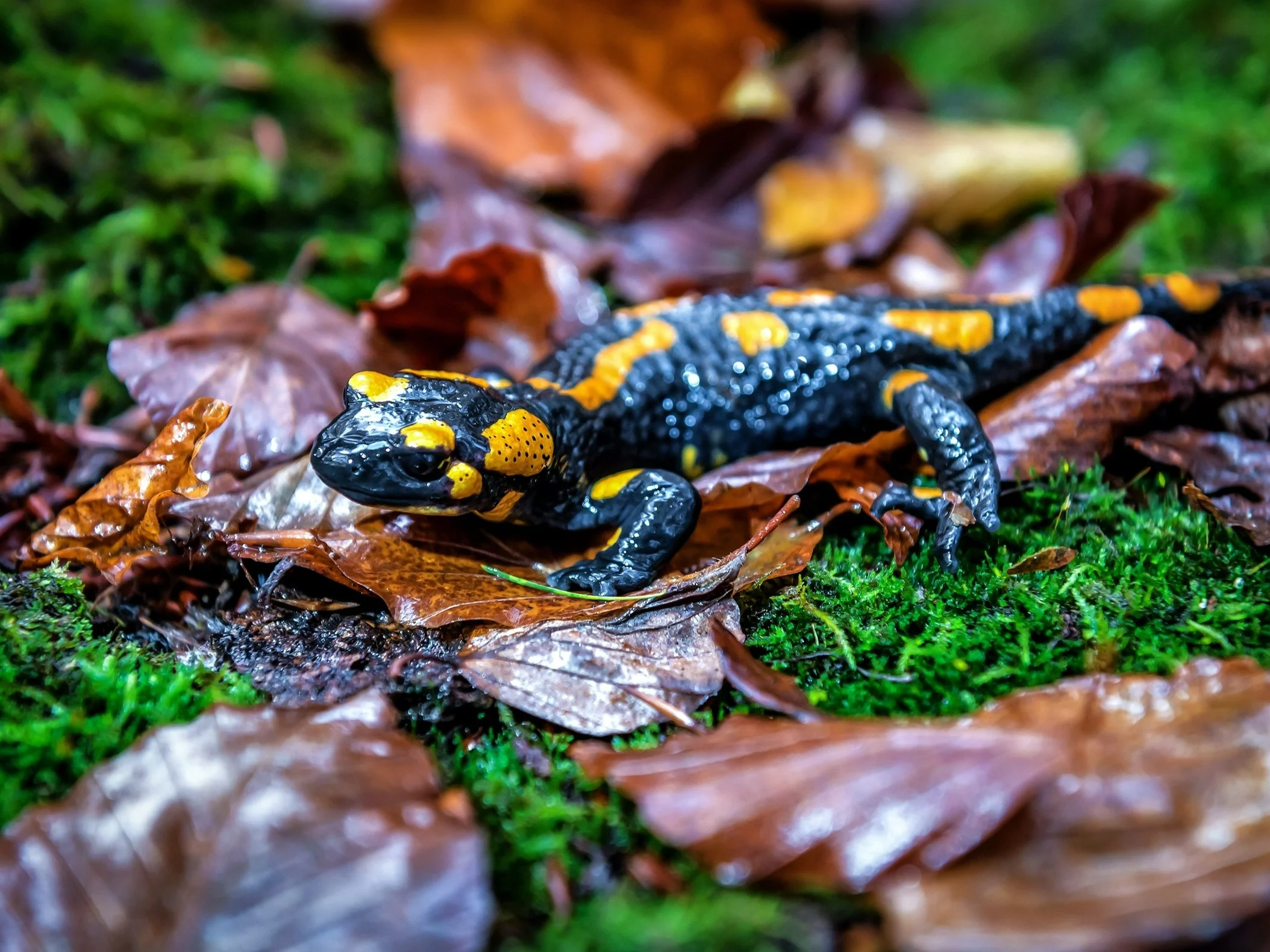 Salamandra