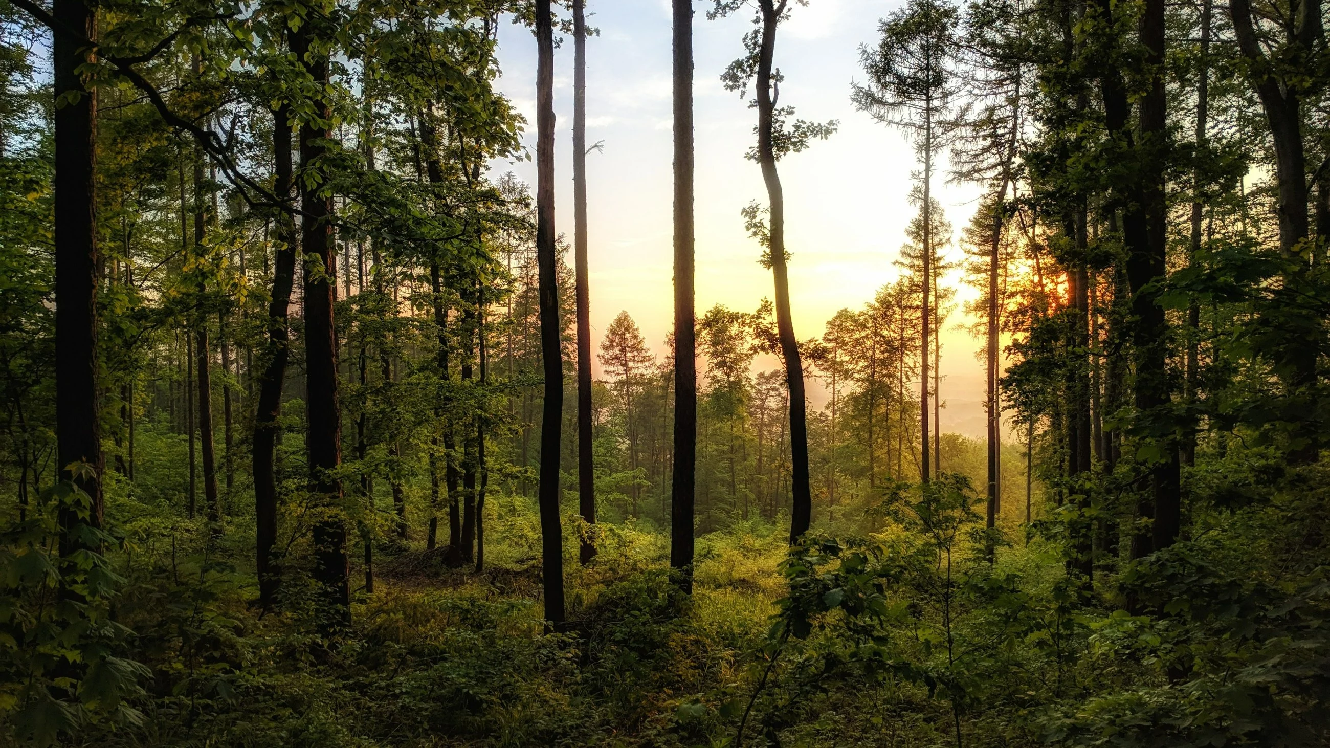 Leśnik pokazał, co znalazł w bucie. „Robal-wampir”