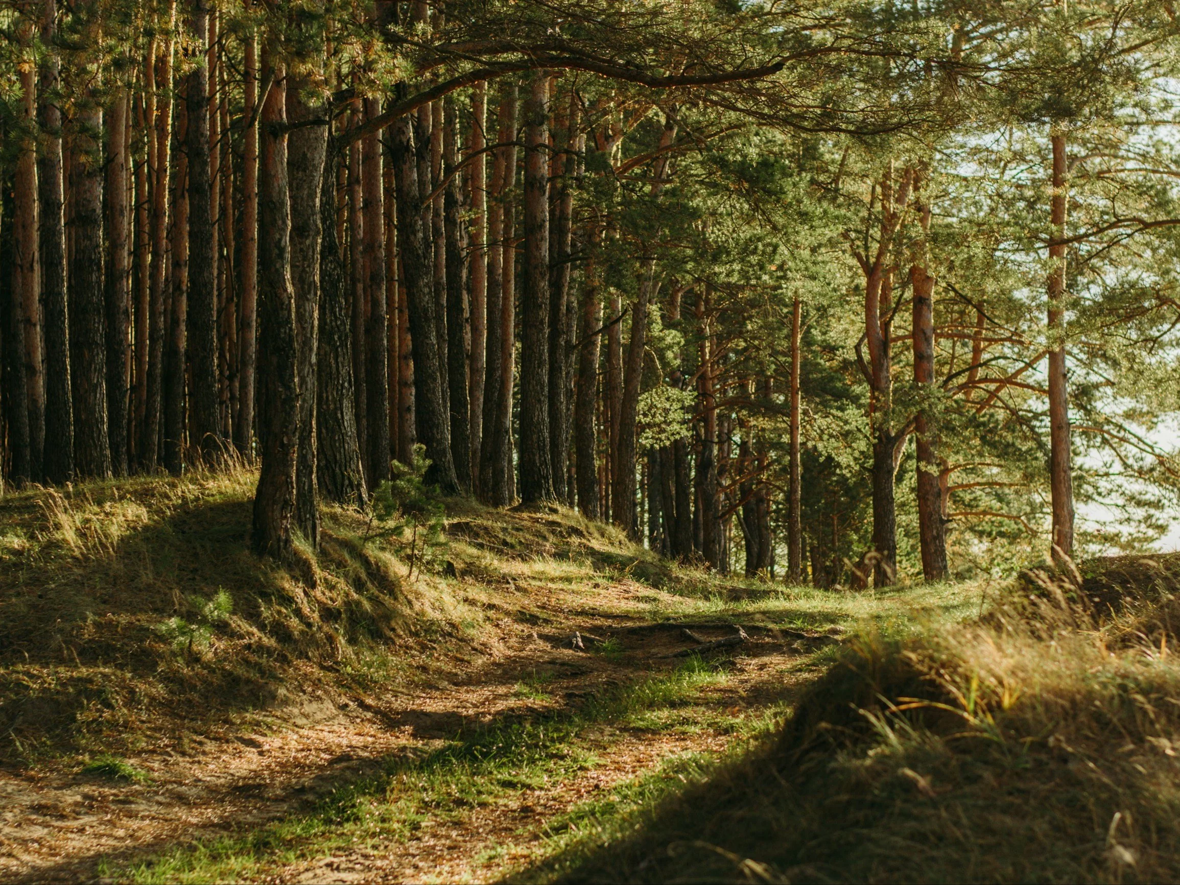 Las, zdjęcie ilustracyjne