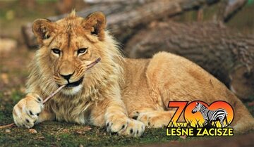Lew w ogrodzie zoologicznym „Leśne Zacisze”