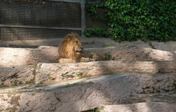 Lew w zoo w Barcelonie, zdj. ilustracyjne
