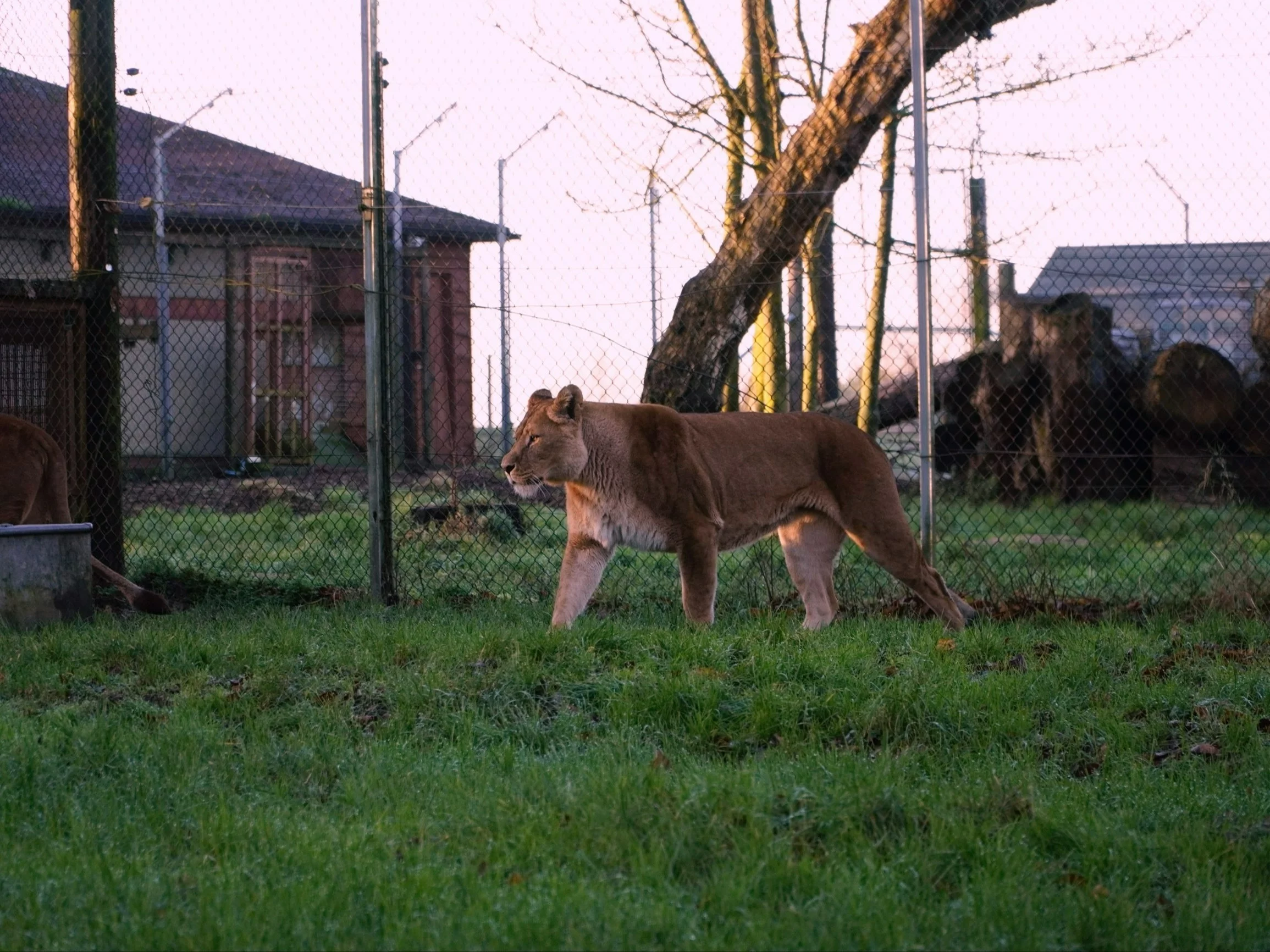 Lew w zoo, zdjęcie ilustracyjne