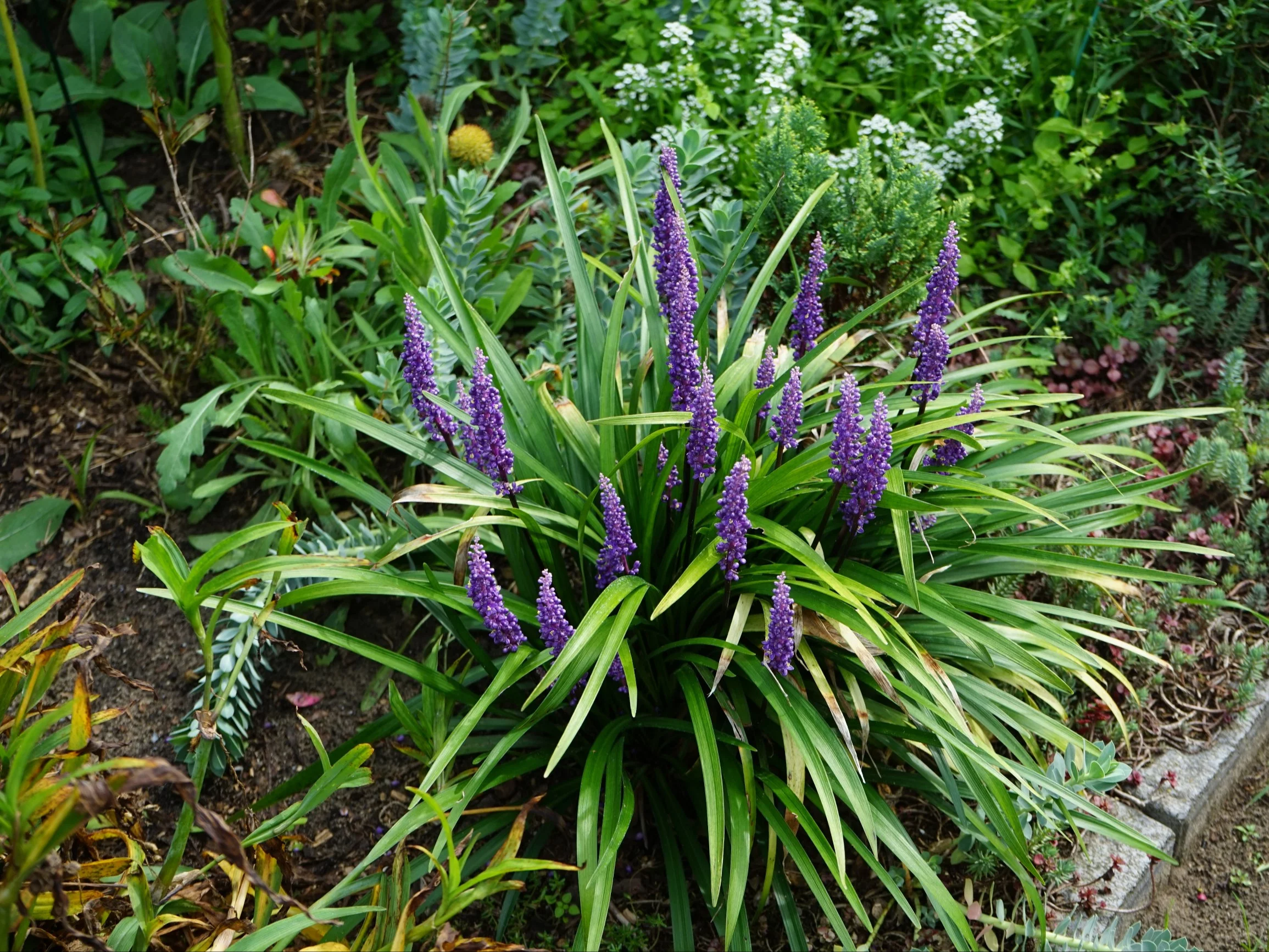 Liriope szafirkowata