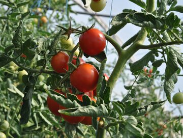 Liście pomidorów zwijają się ku górze? Chronią się w ten sposób przed poparzeniem słonecznym. W południe postaraj się zacienić rośliny
