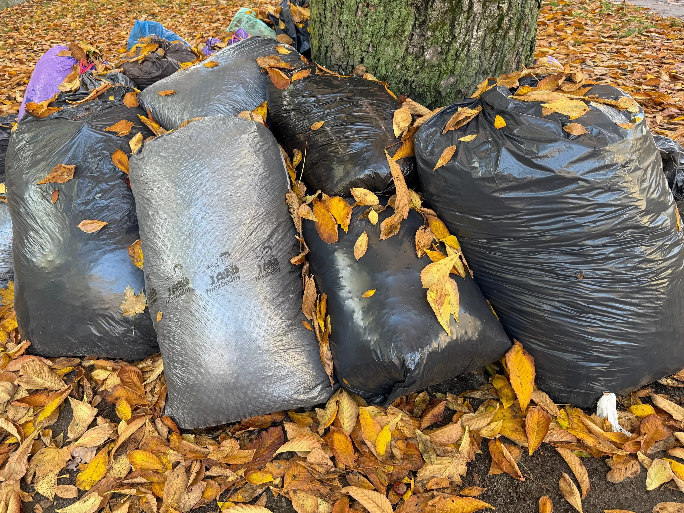 Prosty sposób na przygotowanie ziemi liściowej