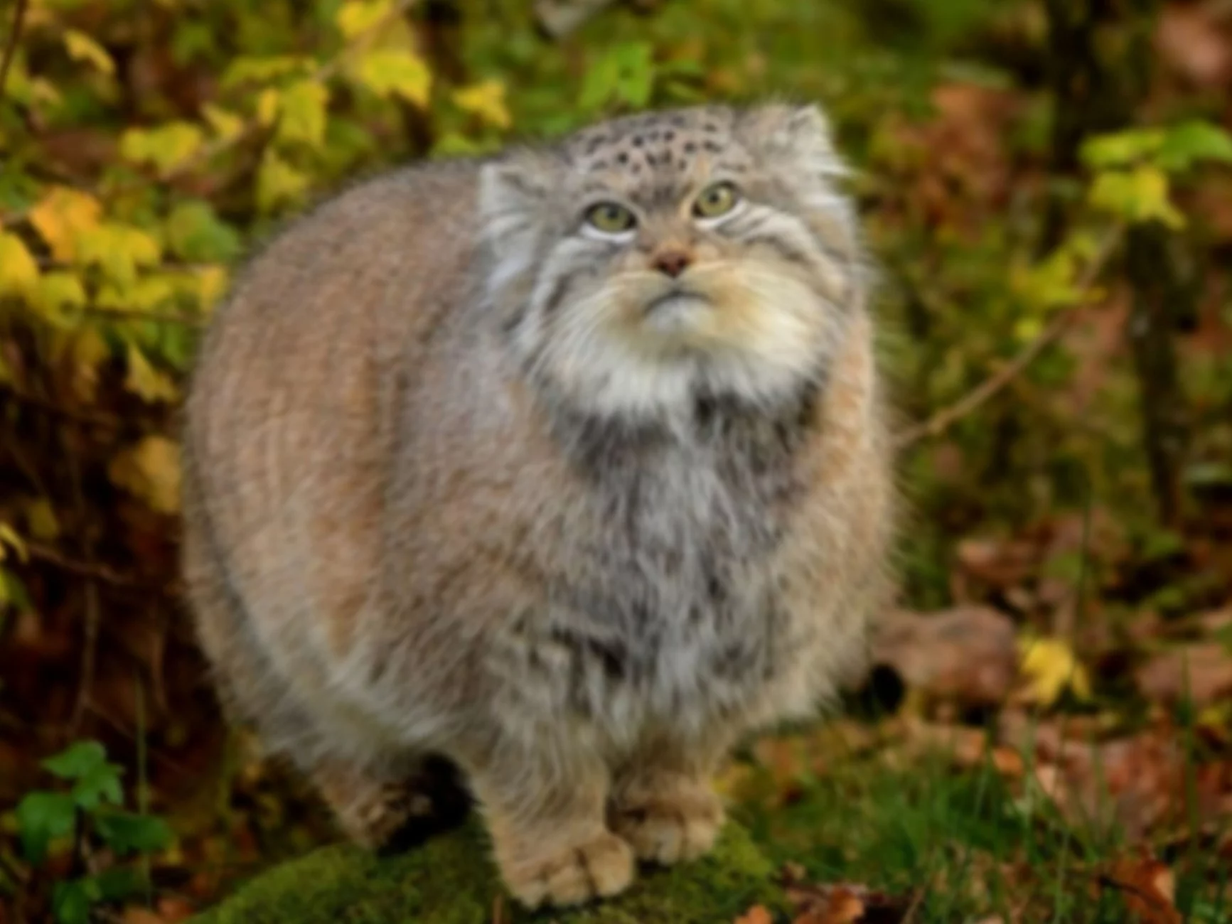 Kot