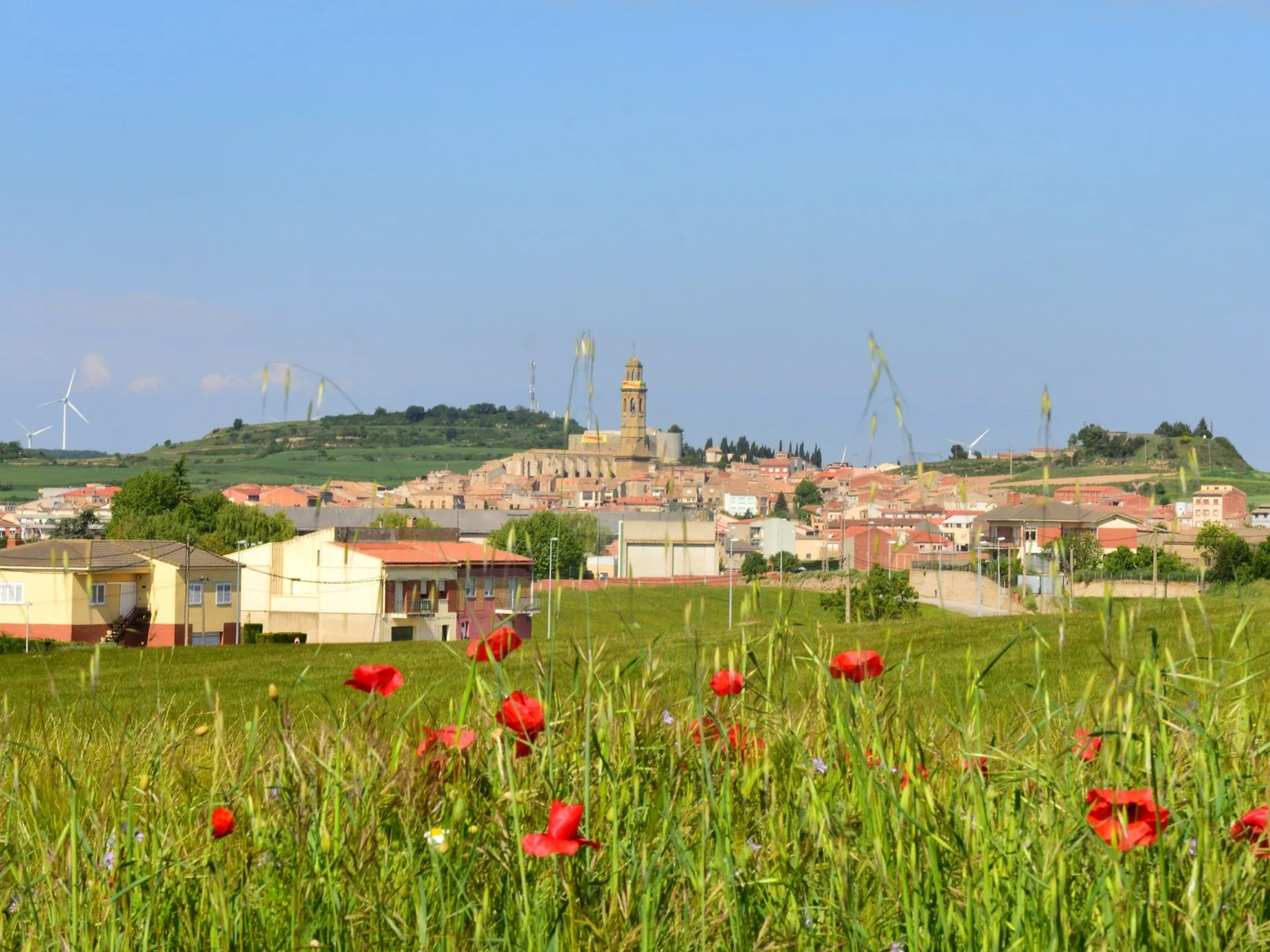 Anoia
