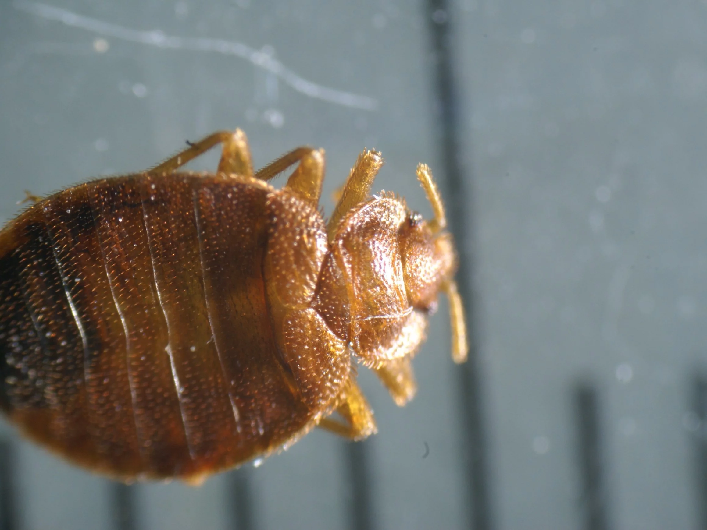 Pluskwa domowa, Cimex lectularius