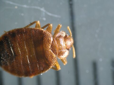Pluskwa domowa, Cimex lectularius