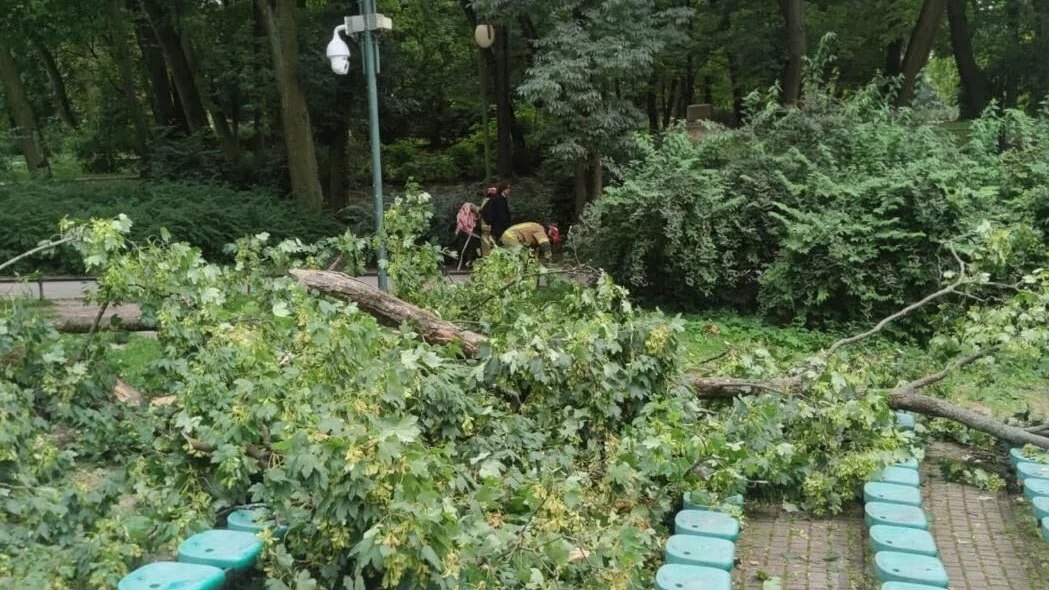 Odłamany konar w Ogrodzie Saskim w Lublinie