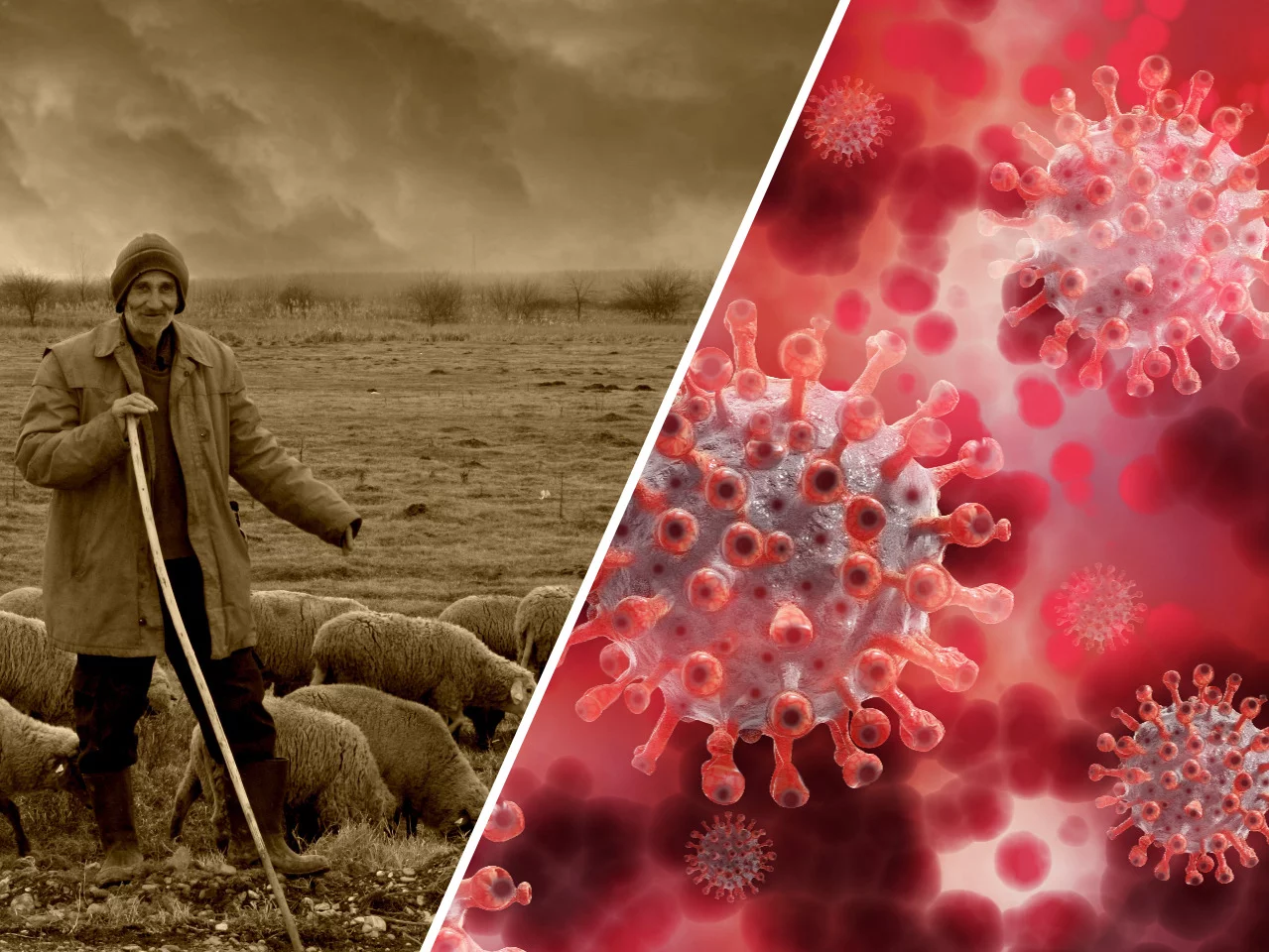 Pasterz i jego owce/ cząsteczka wirusa – zdjęcia ilustracyjne