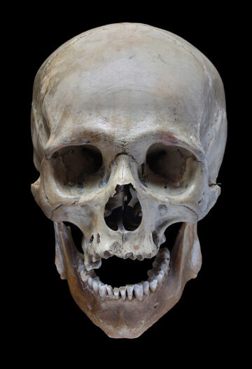 Ludzka czaszka, zdjęcie ilustracyjne