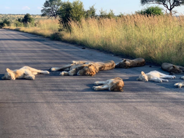 Lwy na drodze w Parku Narodowym Krugera