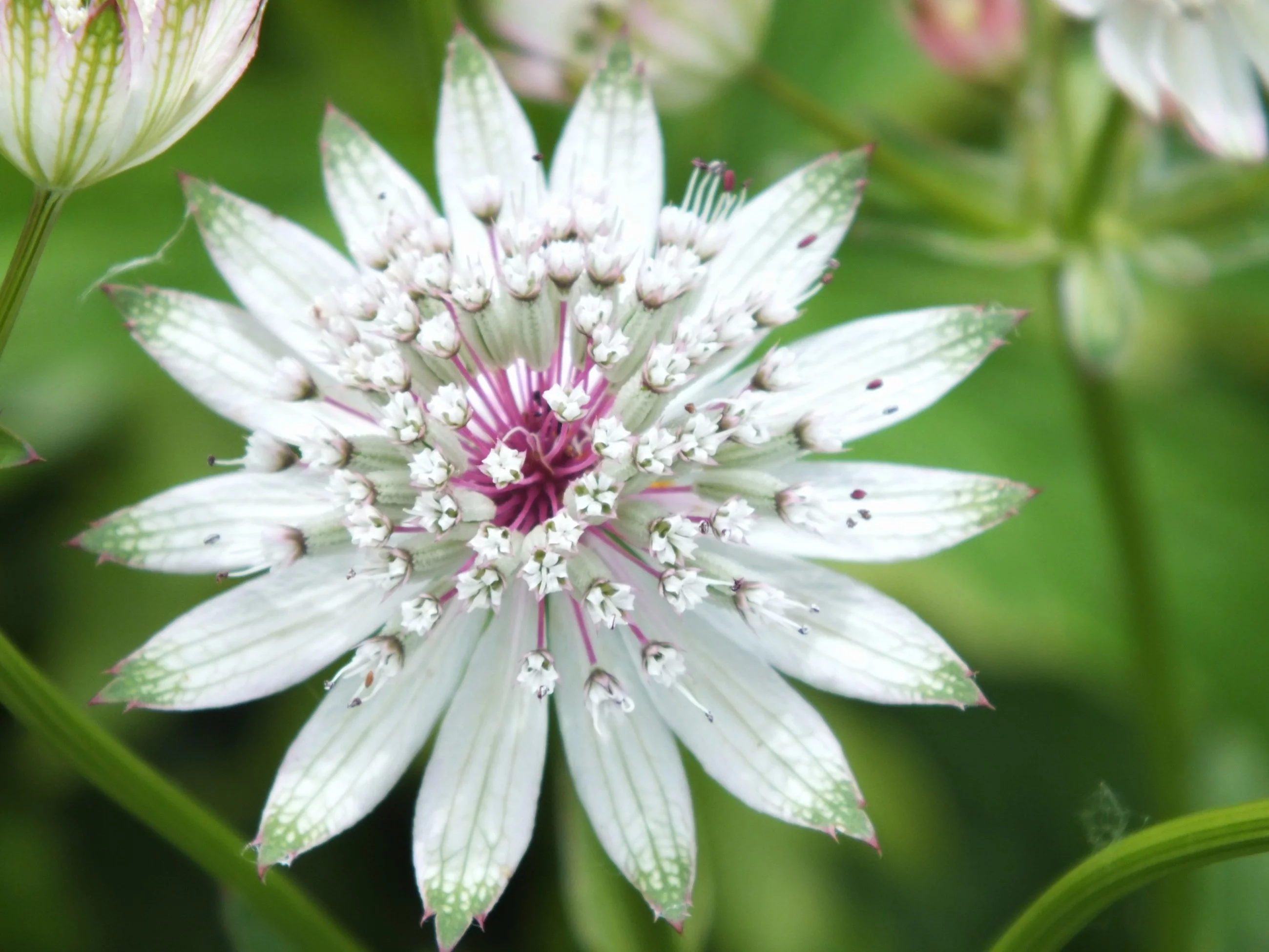 Jarzmianka / Astrantia