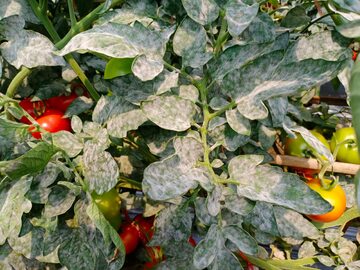 Mączniak prawdziwy na liściach pomidorów