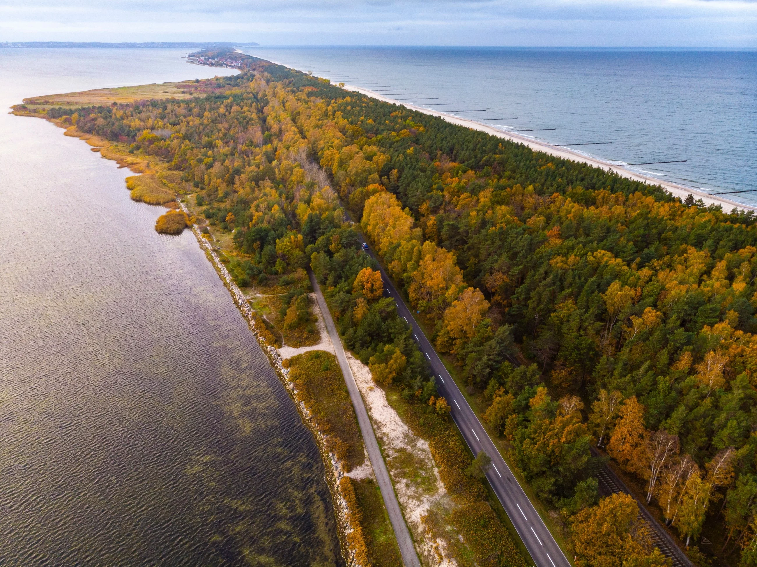 Las na Półwyspie Helskim