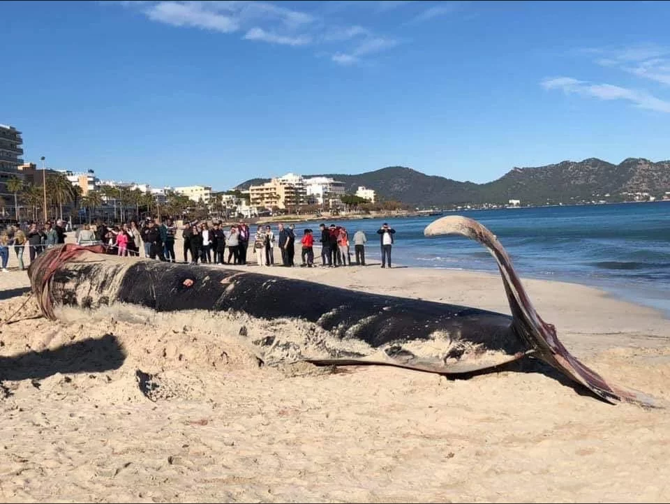 Wieloryb leżący na plaży