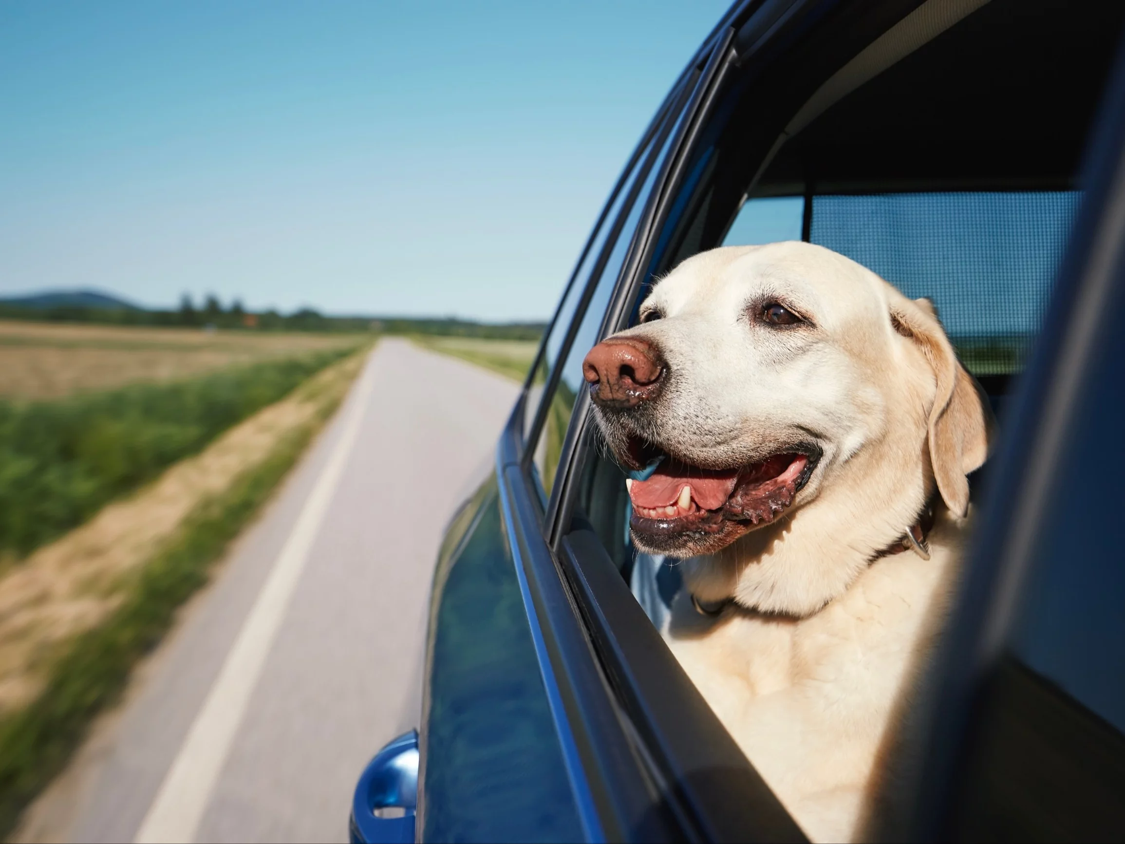 Zabierasz psa lub kota na majówkę? To może być błąd. Ekspertka wyjaśnia