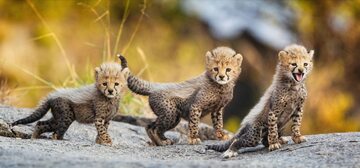 Małe gepardy