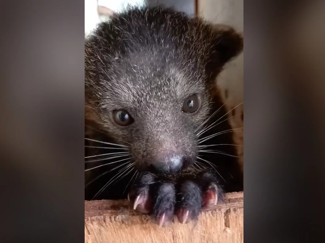 Binturong zwany kotomisiem