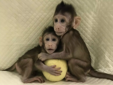 Małpy sklonowane metodą transferu jądra komórkowego
