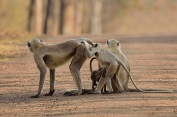 Małpy w Indiach, zdj. ilustracyjne