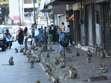 Małpy w Lopburi City