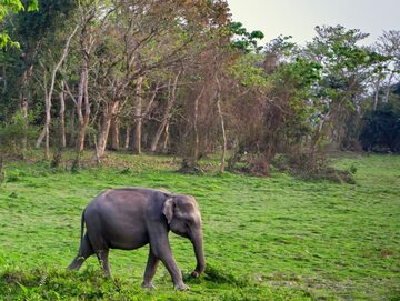 Mały słoń w Indiach/zdjęcie poglądowe