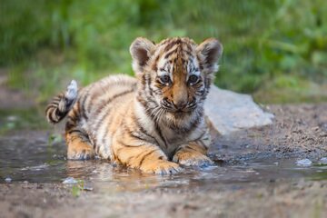 Mały tygrys, zdjęcie ilustracyjne