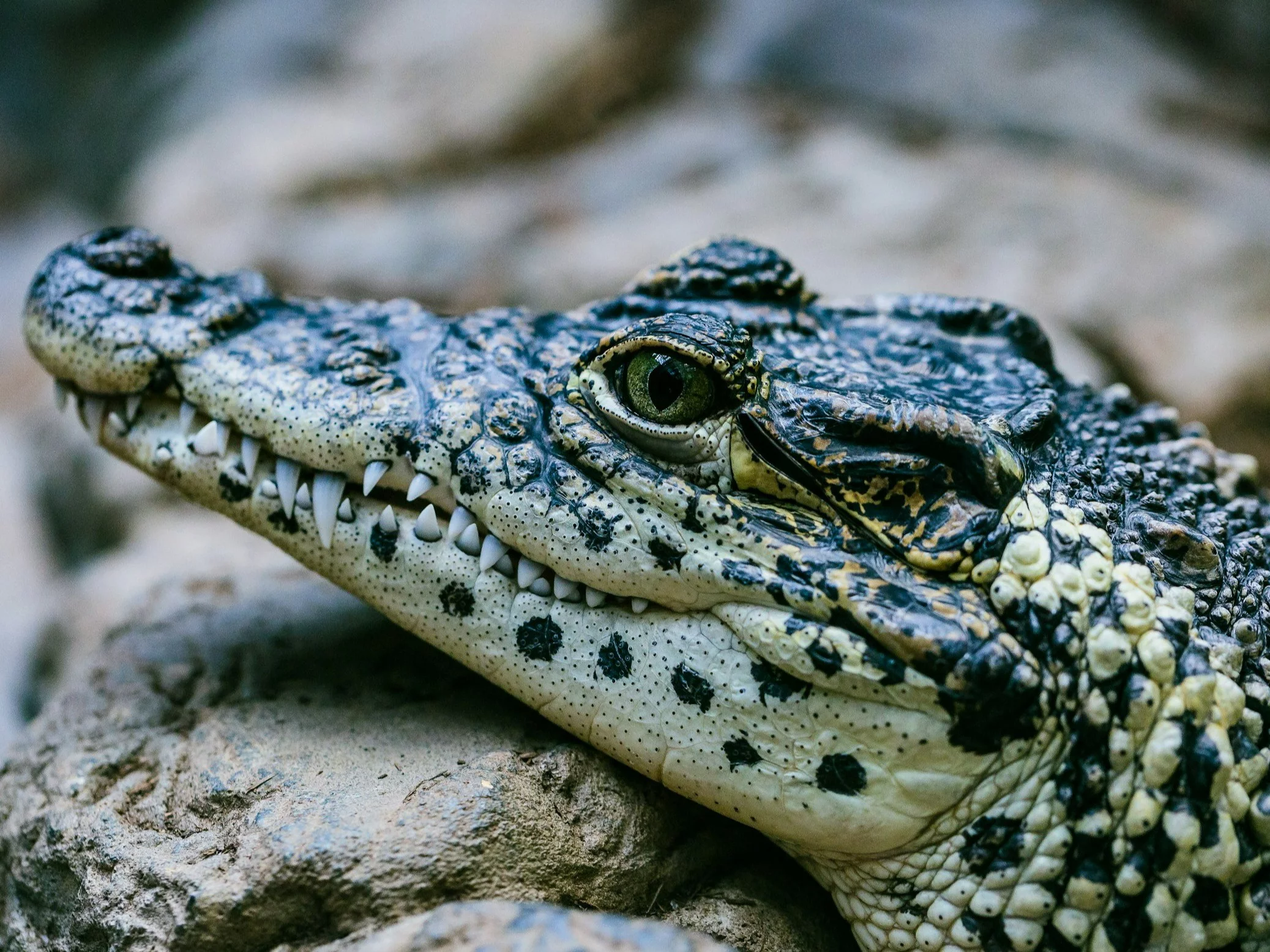 Aligator, zdjęcie ilustracyjne