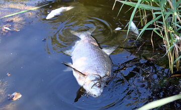 Martwa ryba w Odrze