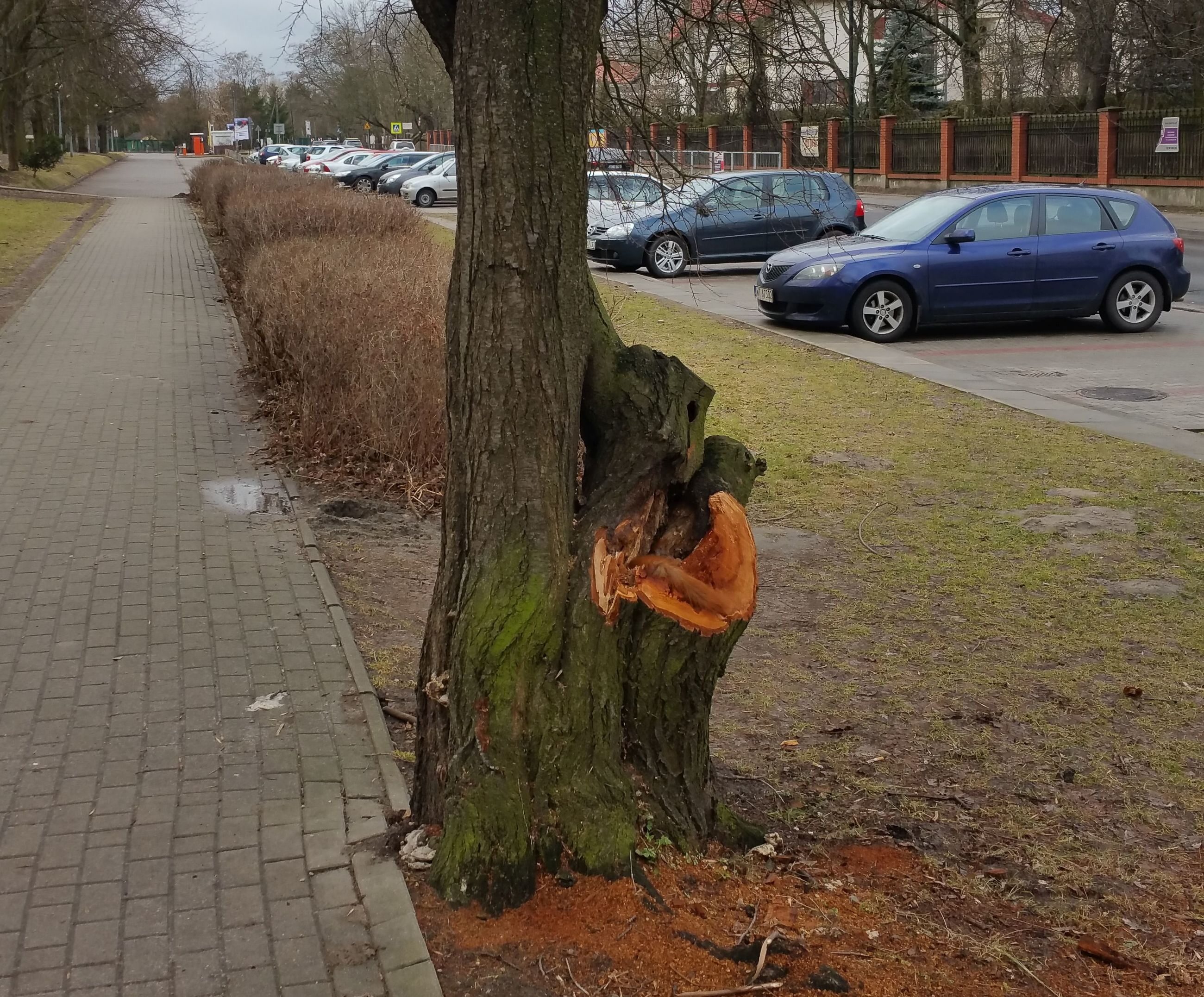 Martwa wiewiórka na drzewie w Parku Szczęśliwickim