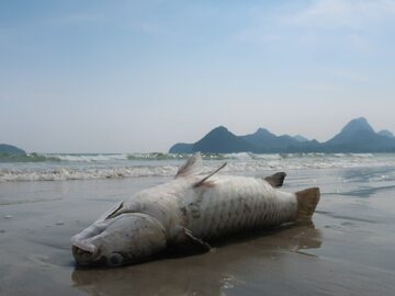 Martwe ryby na plaży w Tajlandii