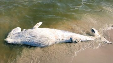 Martwy wieloryb na plaży w Mierzei Wiślanej