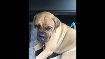 Mastiff Maru