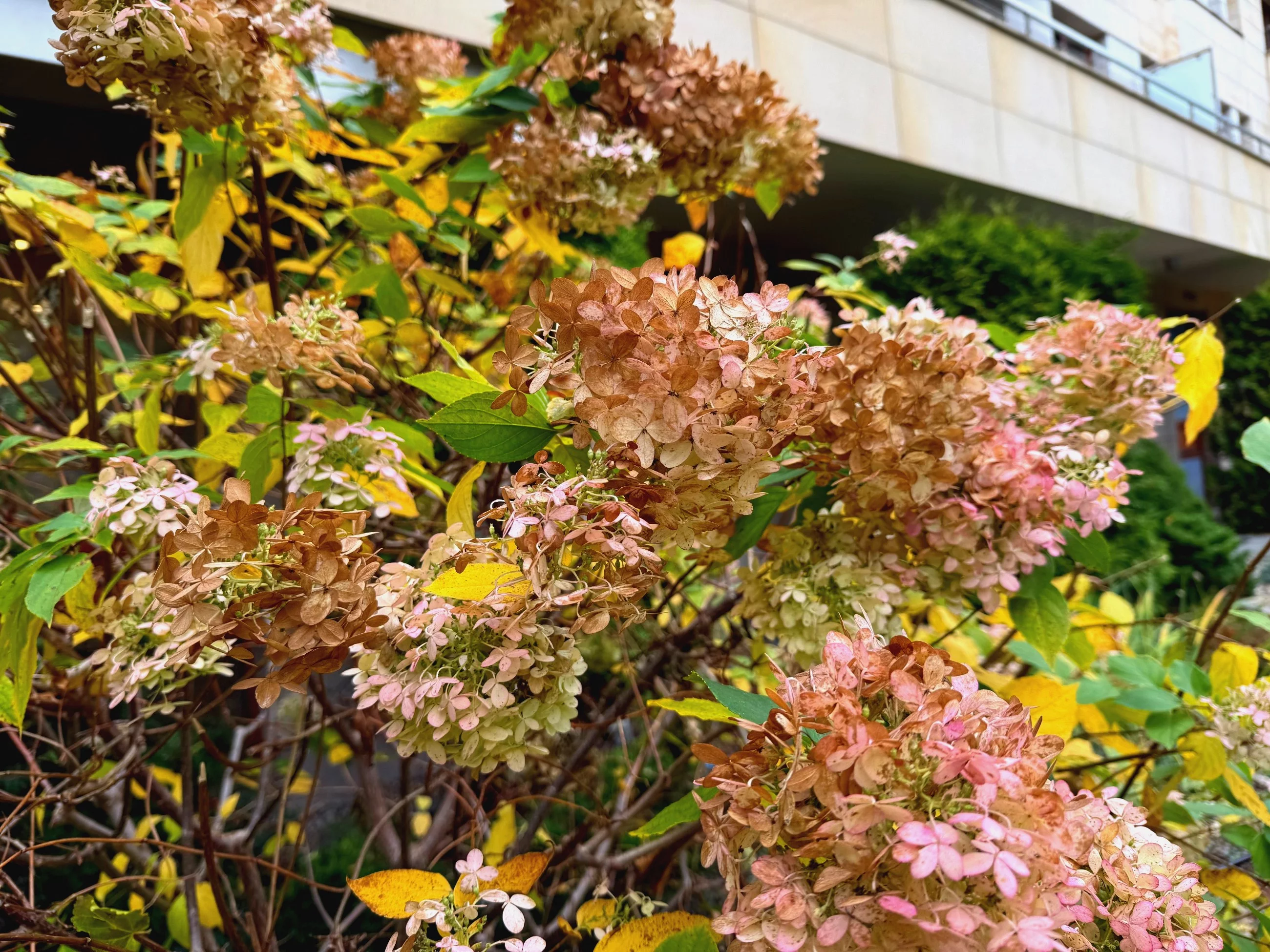 Hortensje przed nadejściem zimy mają swoje wymagania. Połowa listopada to ostatni moment, by je uratować przed mrozem