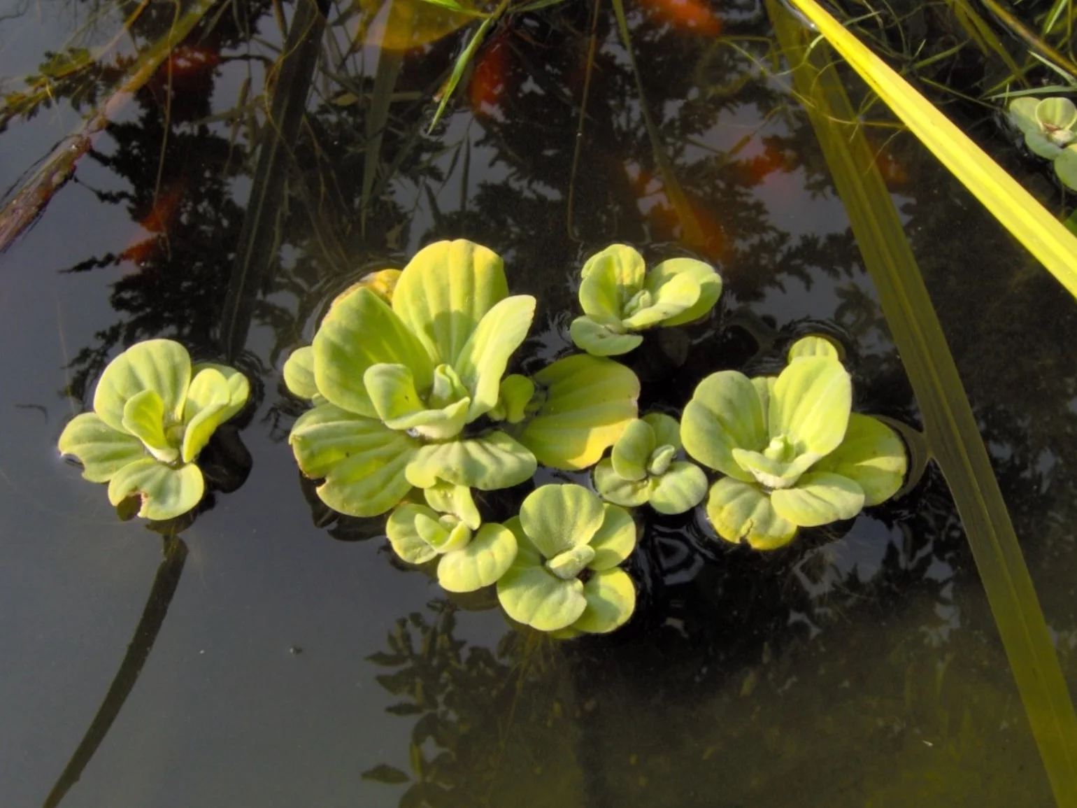 Pistia rozetkowa