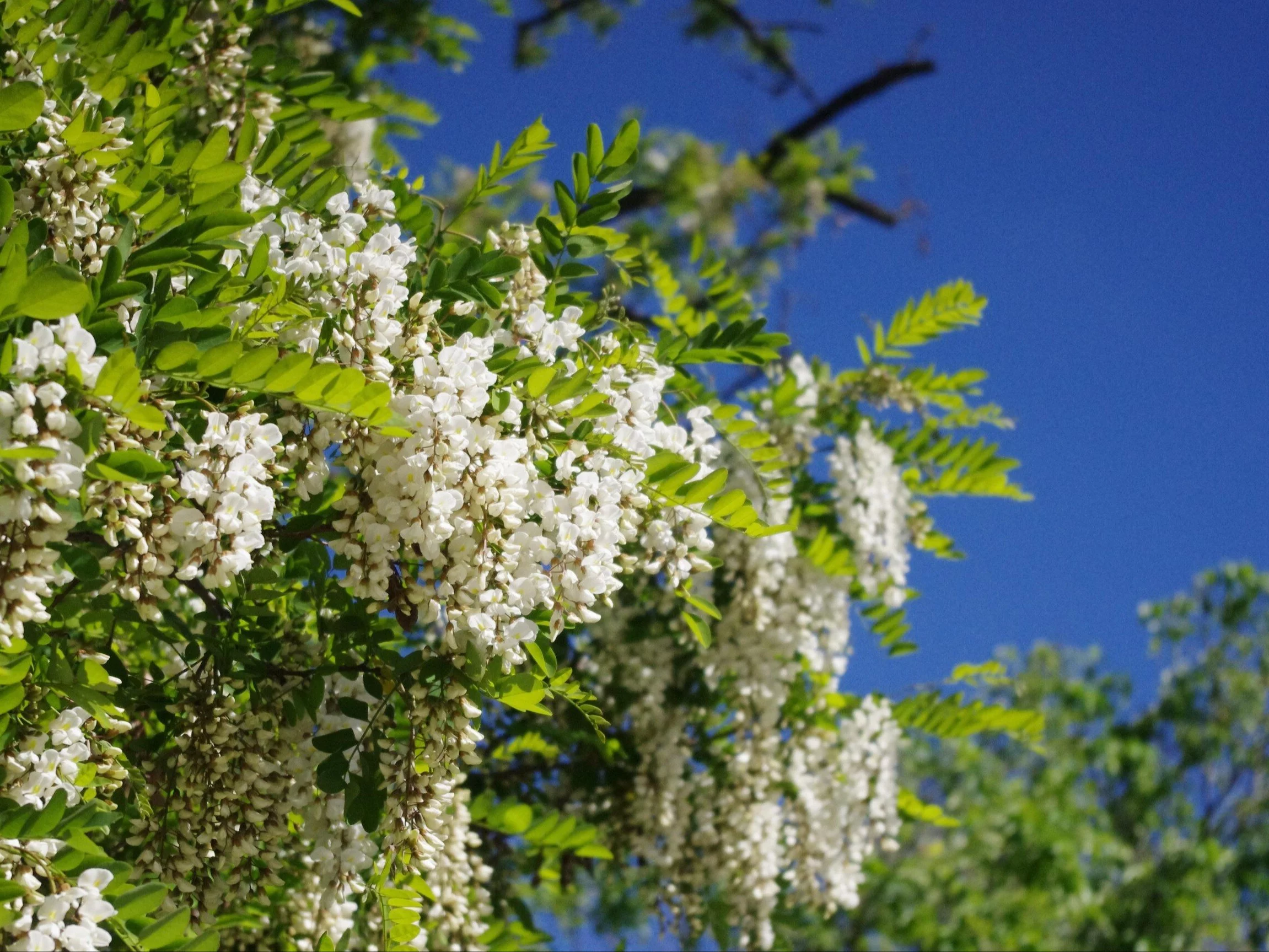 Robinia akacjowa