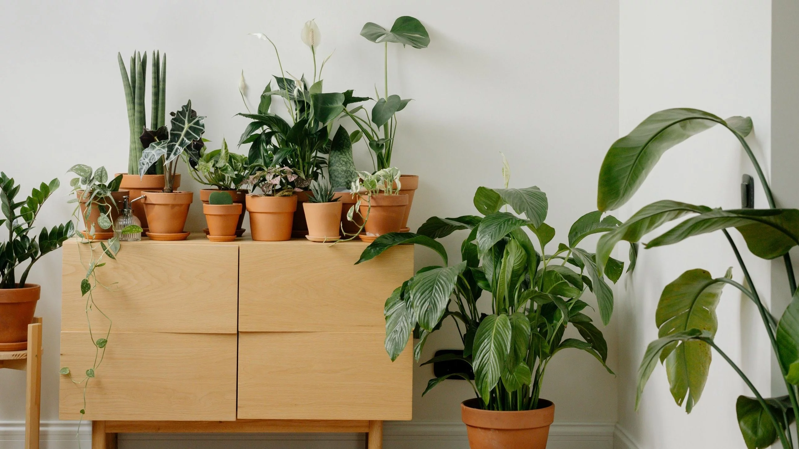 Domowe rośliny doniczkowe – zdjęcie ilustracyjne