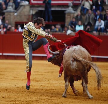 Matador Roman Collado został ranny w staciu z bykiem