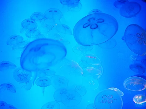 Meduza zabiła 5-latka (fot. sxc.hu)