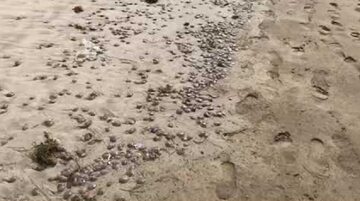Meduzy na plaży w Hiszpanii