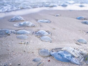 Meduzy na plaży