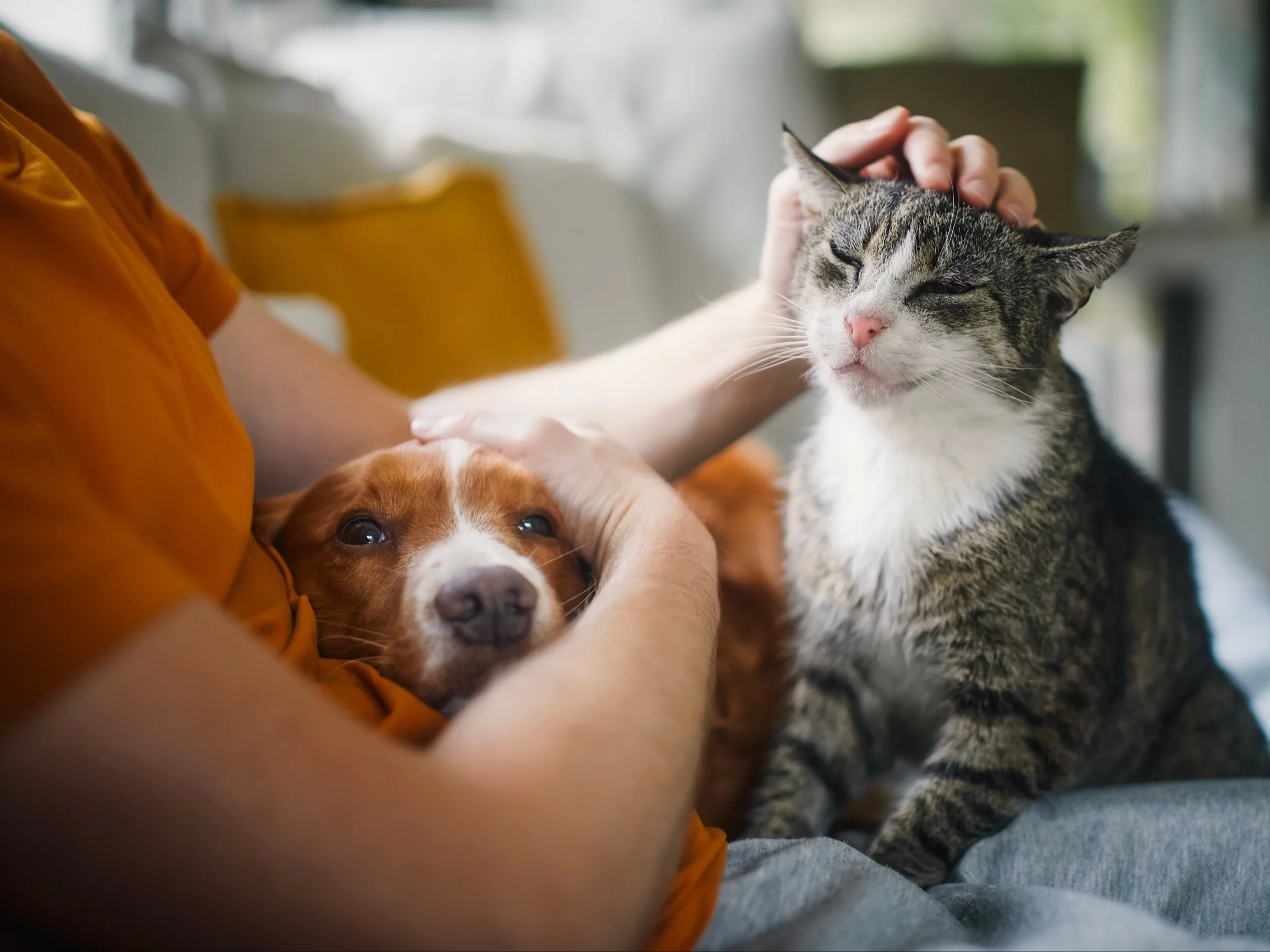 Aparat ortodontyczny u psa to dobry pomysł? Lekarka weterynarii komentuje