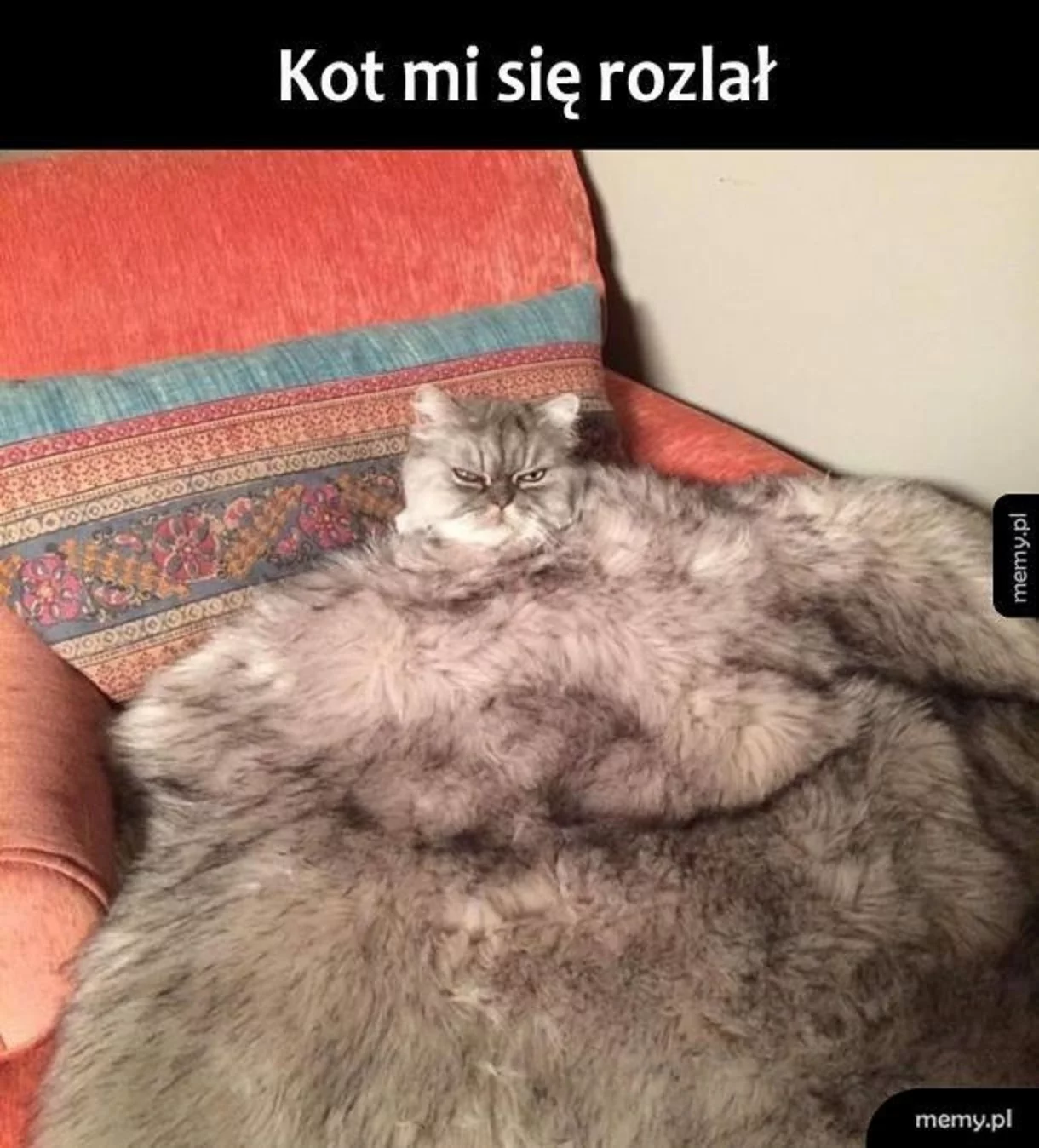 Memy z kotami w roli głównej