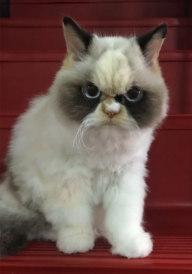 Meow Meow