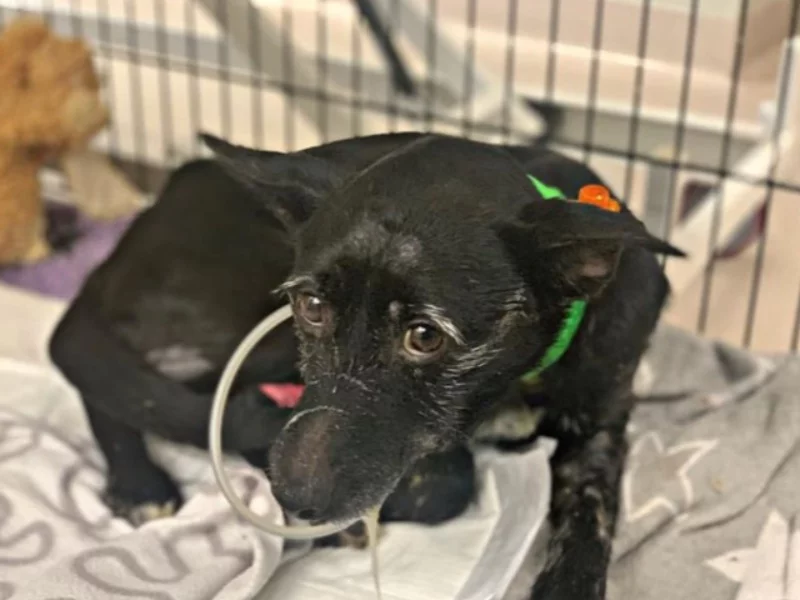 Suczka Zizi, której do pyska wlano żrący płyn