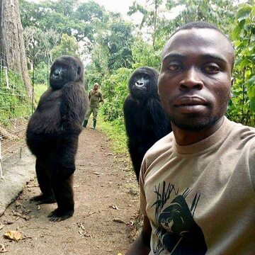 Mężczyzna zrobił sobie selfie z dwoma gorylami