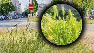 Miasto ostrzega przed powszechnie występującą rośliną