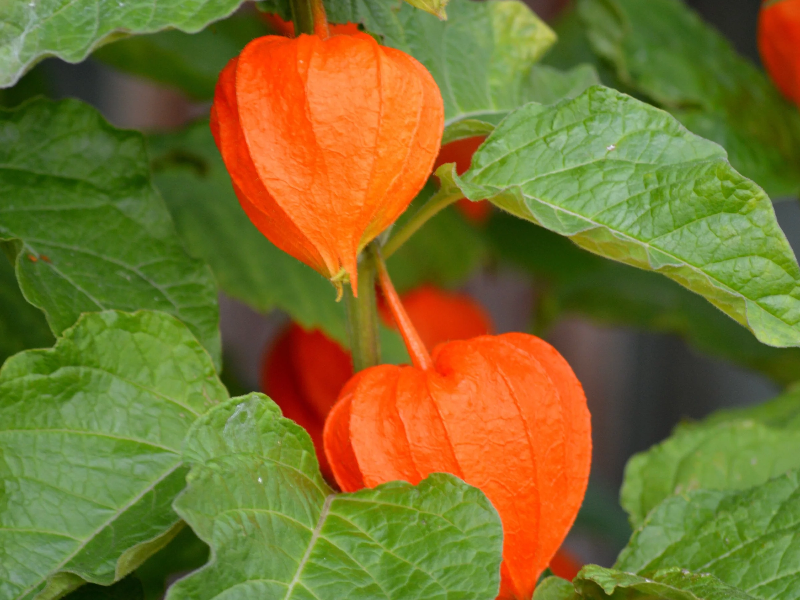 Miechunka – chińskie lampiony to podstępna roślina. Jest ekspansywna i toksyczna